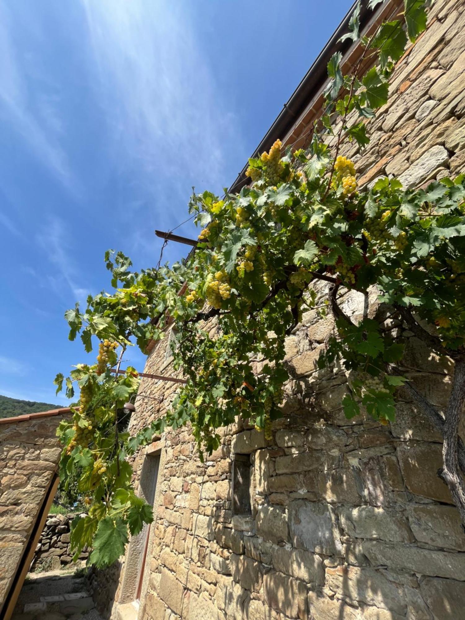 Bio Agriturismo Alba Etrusca Di Cortona - Organic Farmhouse- Appartamento Lavanda-Appartamento Rosmarino - Vasca Idromassaggio Esterna Poggioni Exterior foto